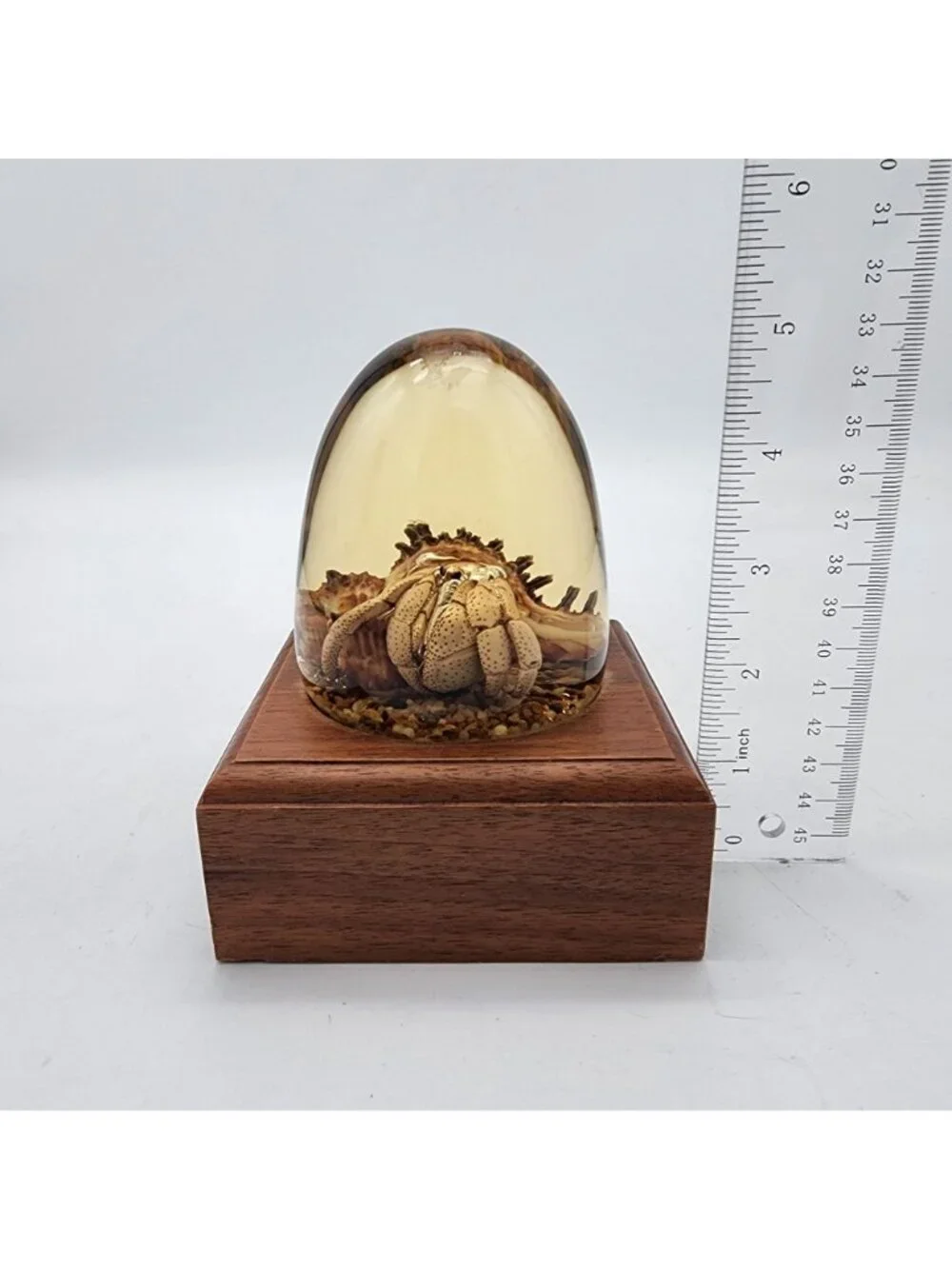 Taxidermy Hermit Crab In Lucite